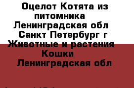 Оцелот.Котята из питомника. - Ленинградская обл., Санкт-Петербург г. Животные и растения » Кошки   . Ленинградская обл.